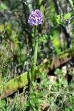 Neotinea tridentata. Цветущее растение. Армения, Сюник, ущелье реки Воротан. 04.05.2013.