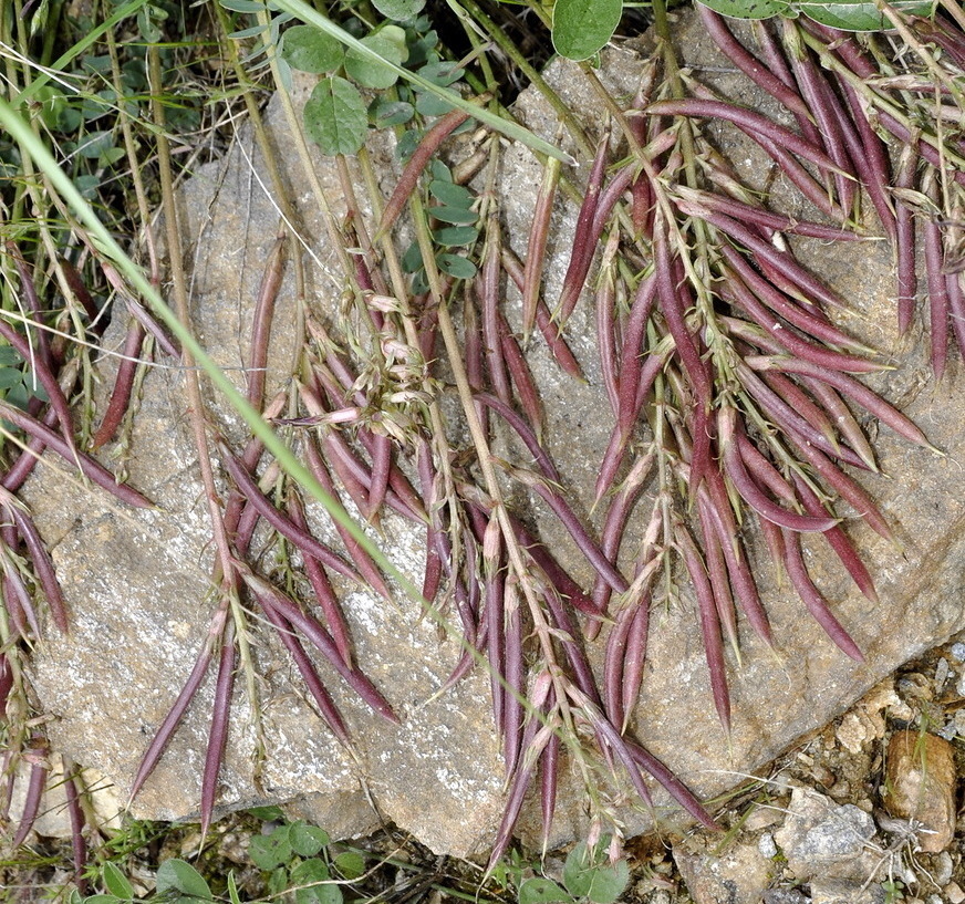 Image of Astragalus monspessulanus specimen.