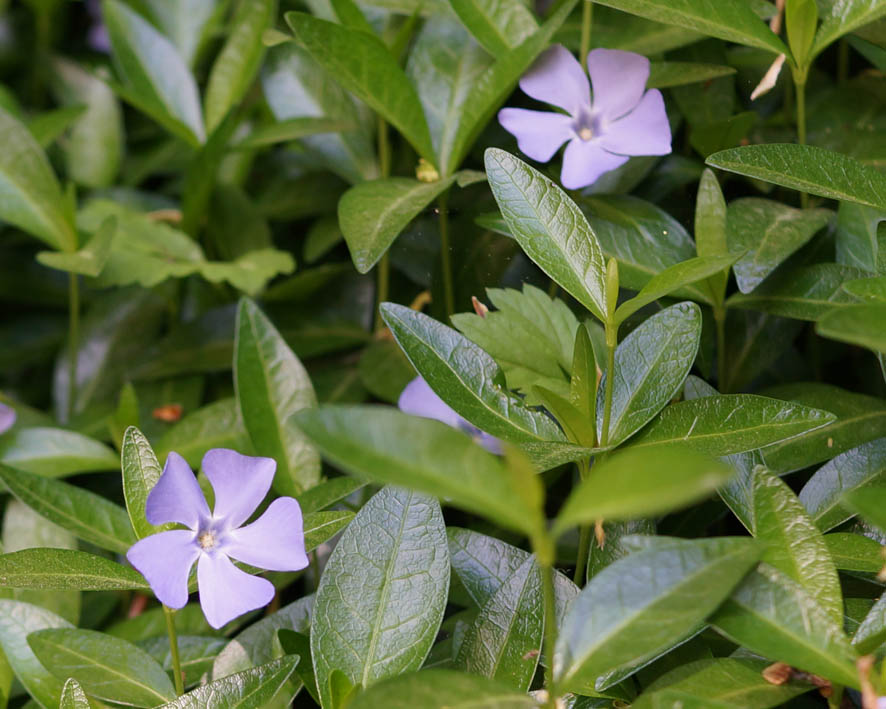 Image of Vinca minor specimen.