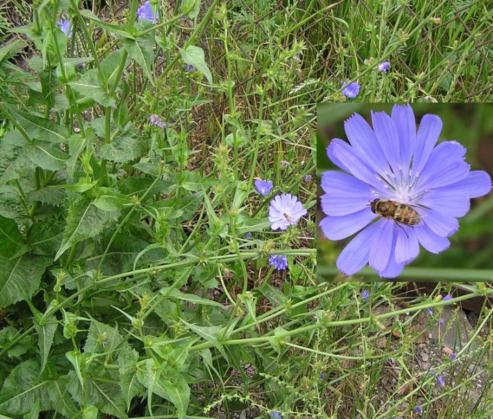 Image of Cichorium intybus specimen.