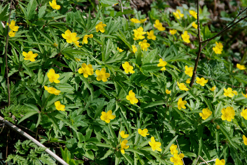 Изображение особи Anemone ranunculoides.