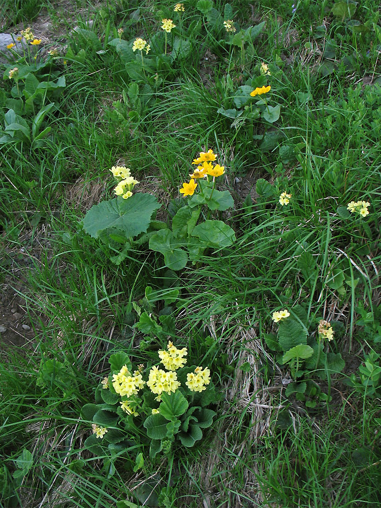 Image of Primula poloninensis specimen.