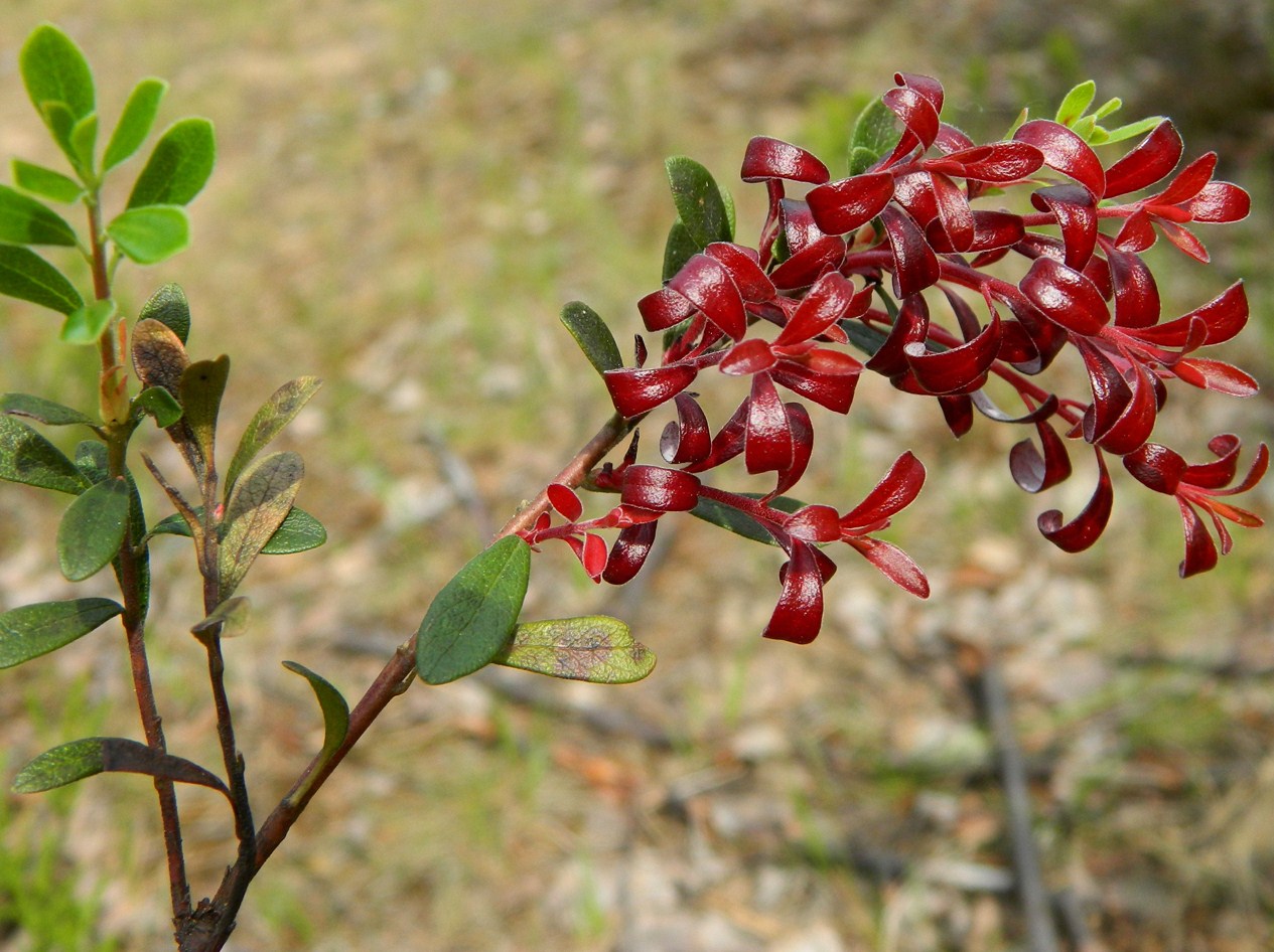 Изображение особи Arctostaphylos uva-ursi.