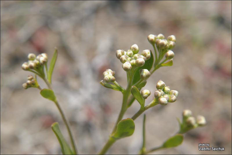 Image of Lepidium cartilagineum specimen.