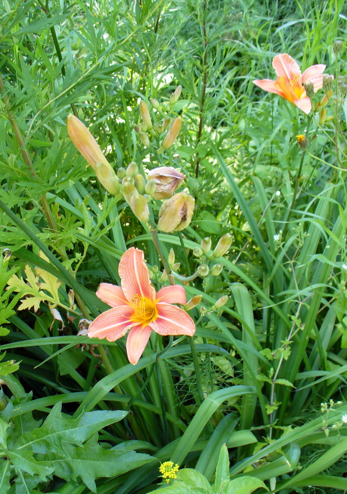 Image of Hemerocallis &times; hybrida specimen.