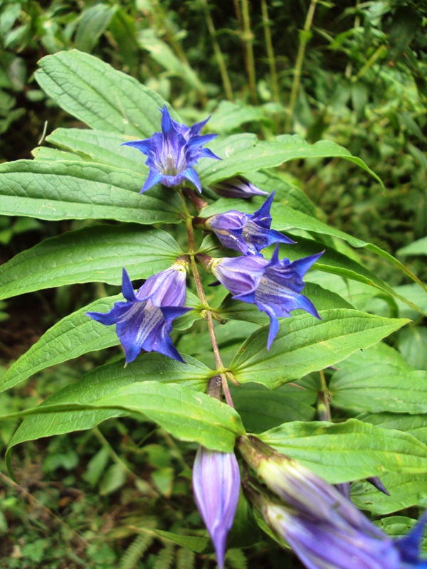 Image of Gentiana asclepiadea specimen.