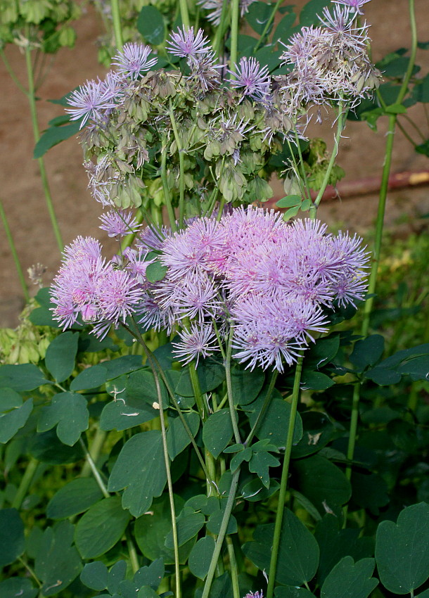 Image of Thalictrum aquilegiifolium specimen.