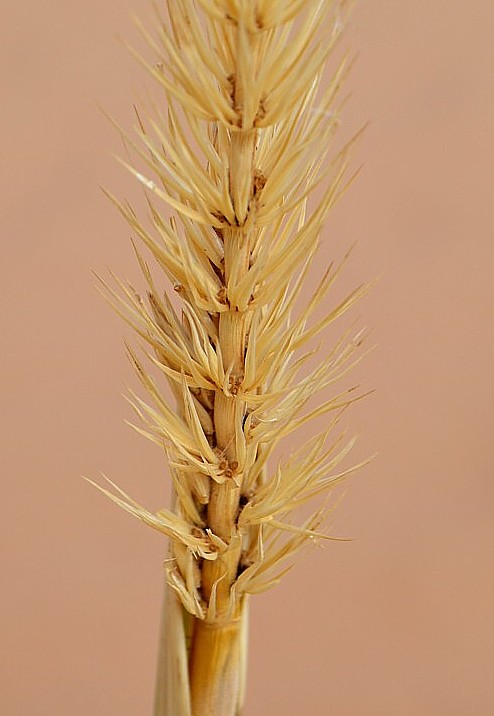 Image of Leymus racemosus specimen.