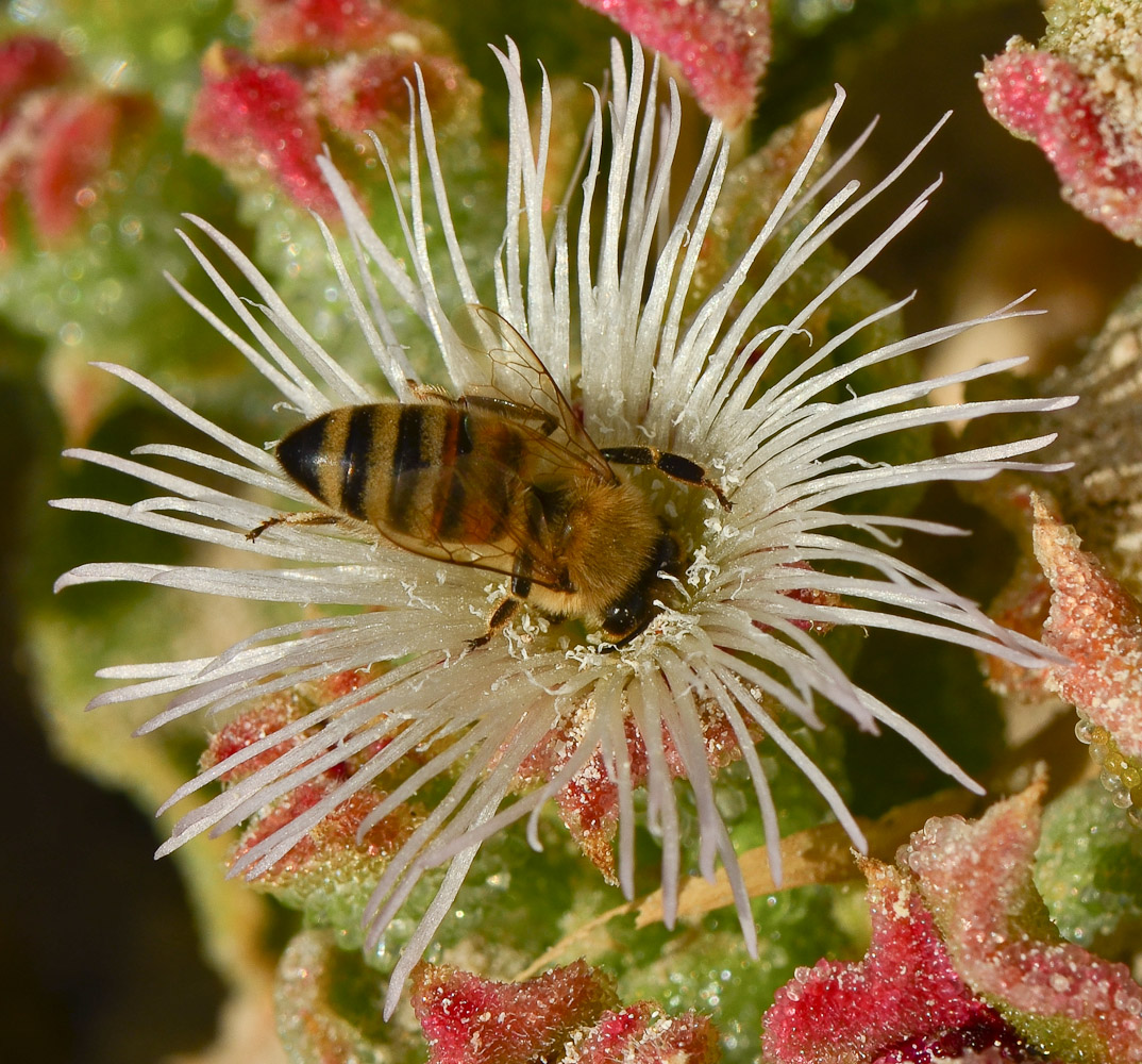 Изображение особи Mesembryanthemum crystallinum.