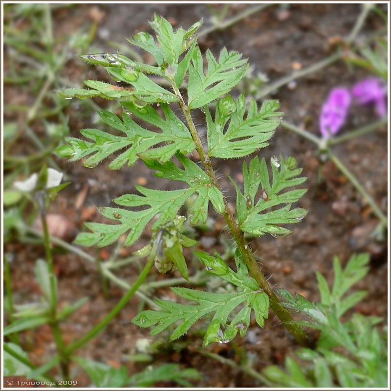 Изображение особи Erodium cicutarium.