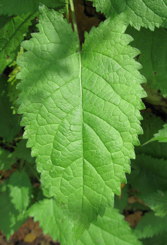 Image of Salvia glutinosa specimen.