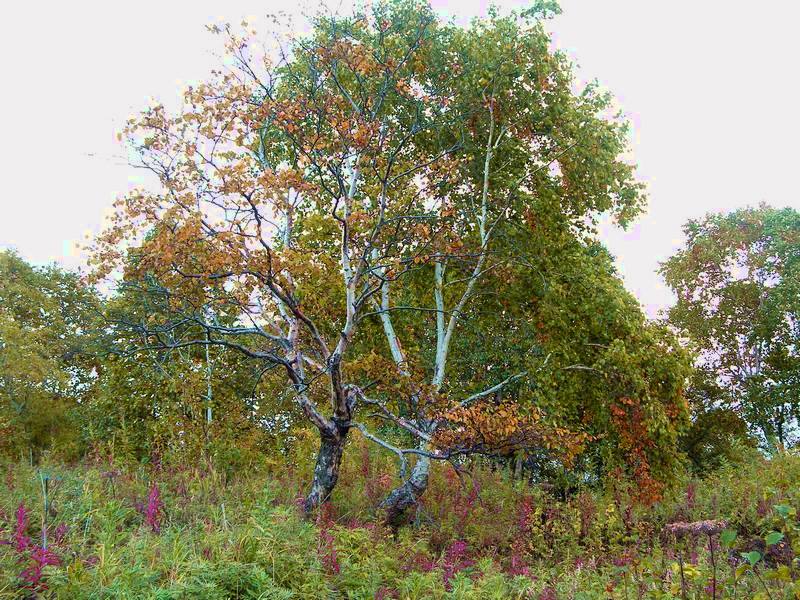 Image of Betula ermanii specimen.