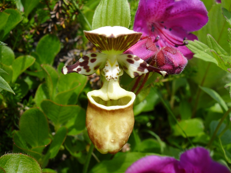 Image of Cypripedium yatabeanum specimen.