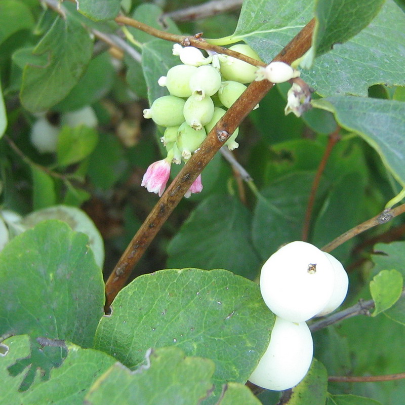 Image of Symphoricarpos albus var. laevigatus specimen.