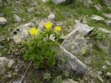 Pulsatilla aurea