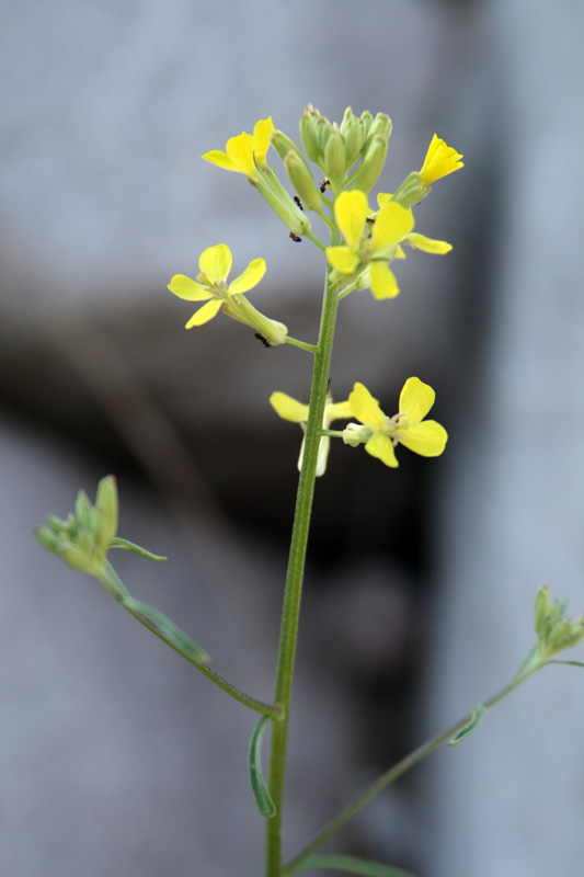 Image of Erysimum canescens specimen.