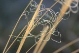 Stipa capillata