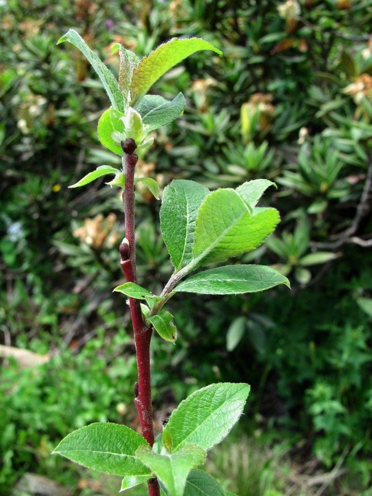 Image of genus Salix specimen.