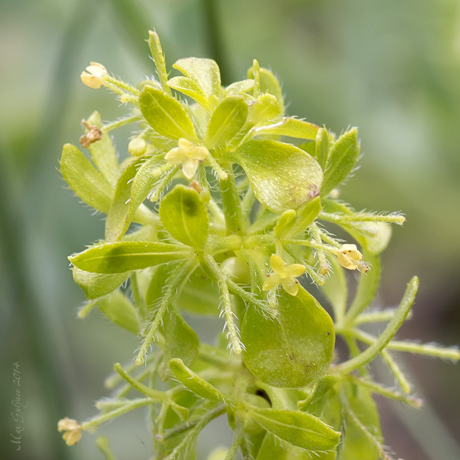 Image of Cruciata taurica specimen.