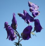 Aconitum volubile. Соцветие. Алтай, Семинский перевал. 25.08.2009.