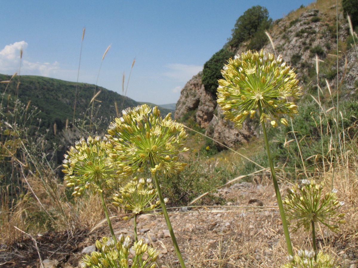 Image of Allium eriocoleum specimen.