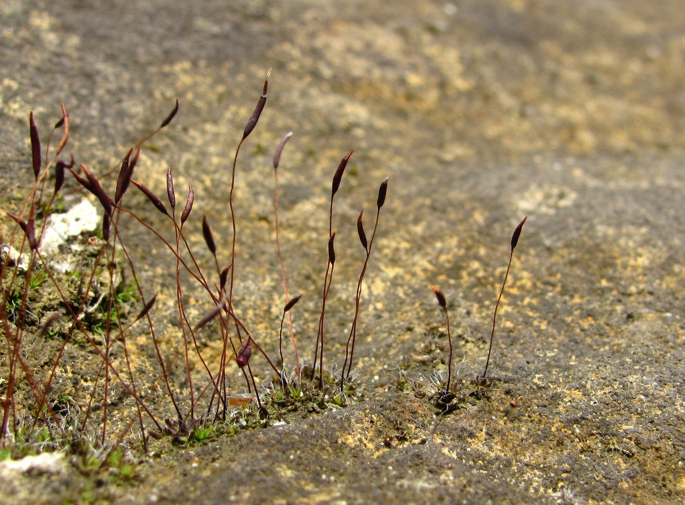 Image of familia Pottiaceae specimen.