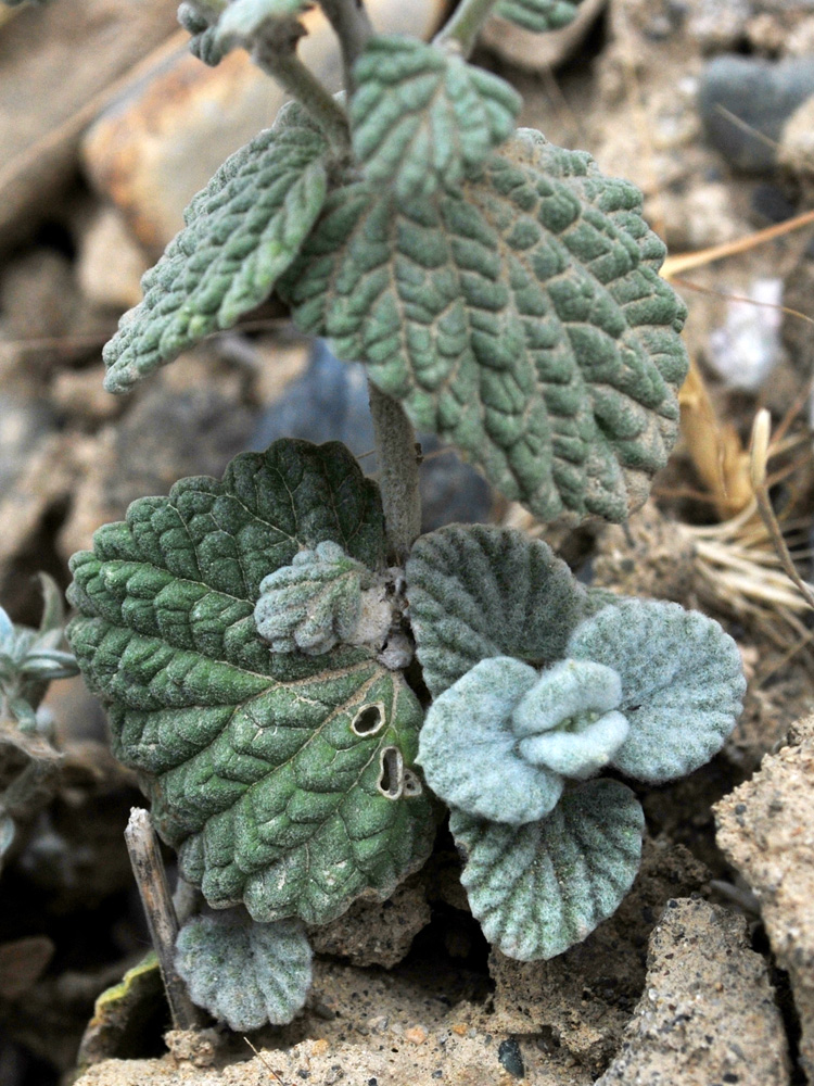 Image of Nepeta olgae specimen.