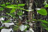 Donax canniformis. Верхушки побегов с плодами. Таиланд, национальный парк Си Пханг-нга, влажный тропический лес. 20.06.2013.