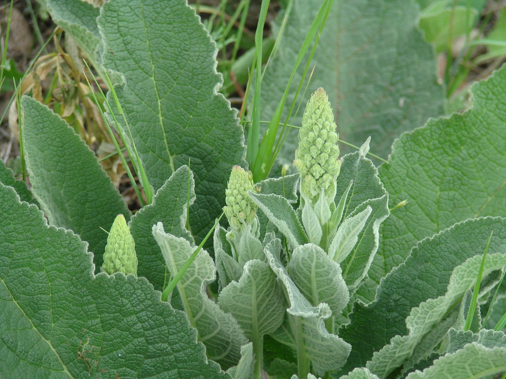 Image of Verbascum nigrum specimen.