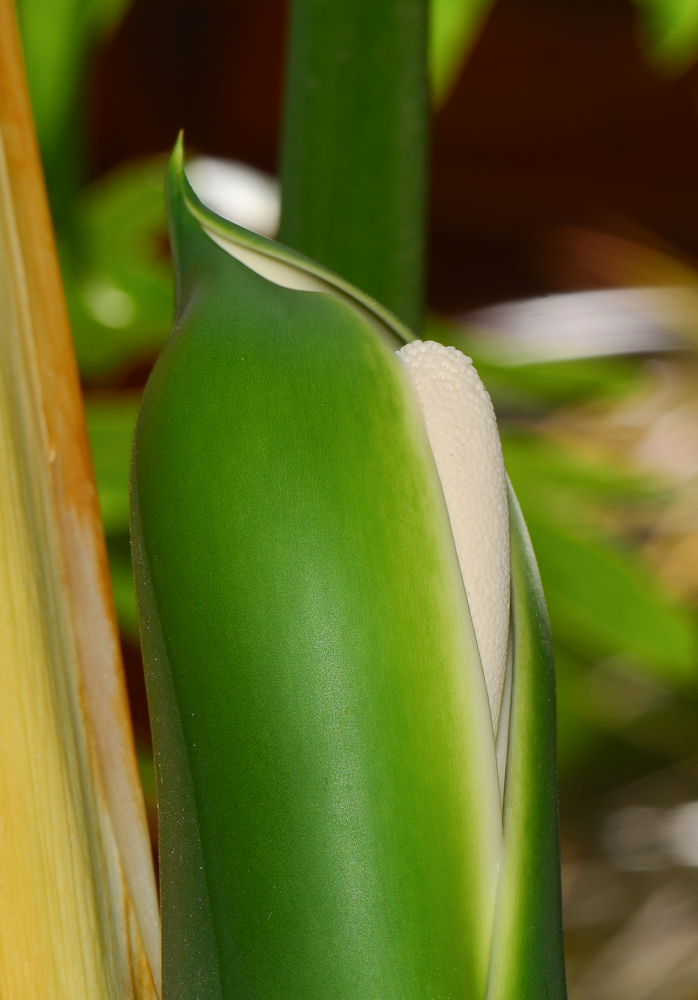 Image of Philodendron bipinnatifidum specimen.