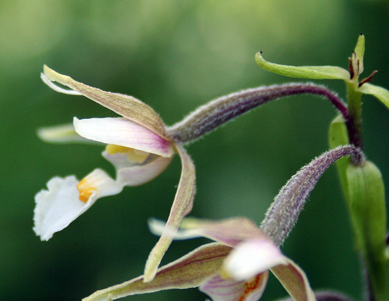 Изображение особи Epipactis palustris.