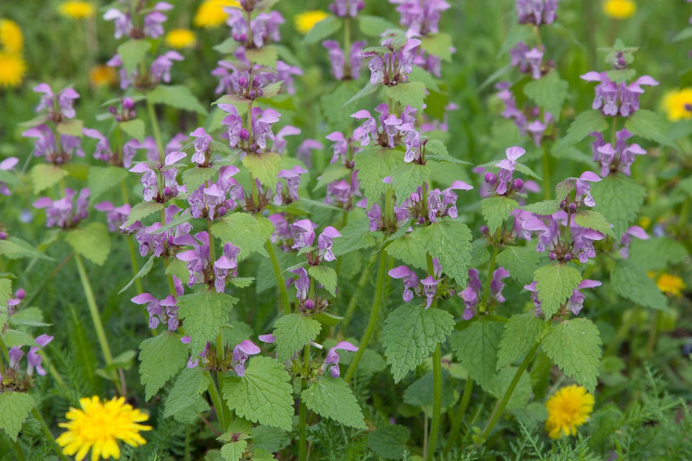 Image of Lamium maculatum specimen.