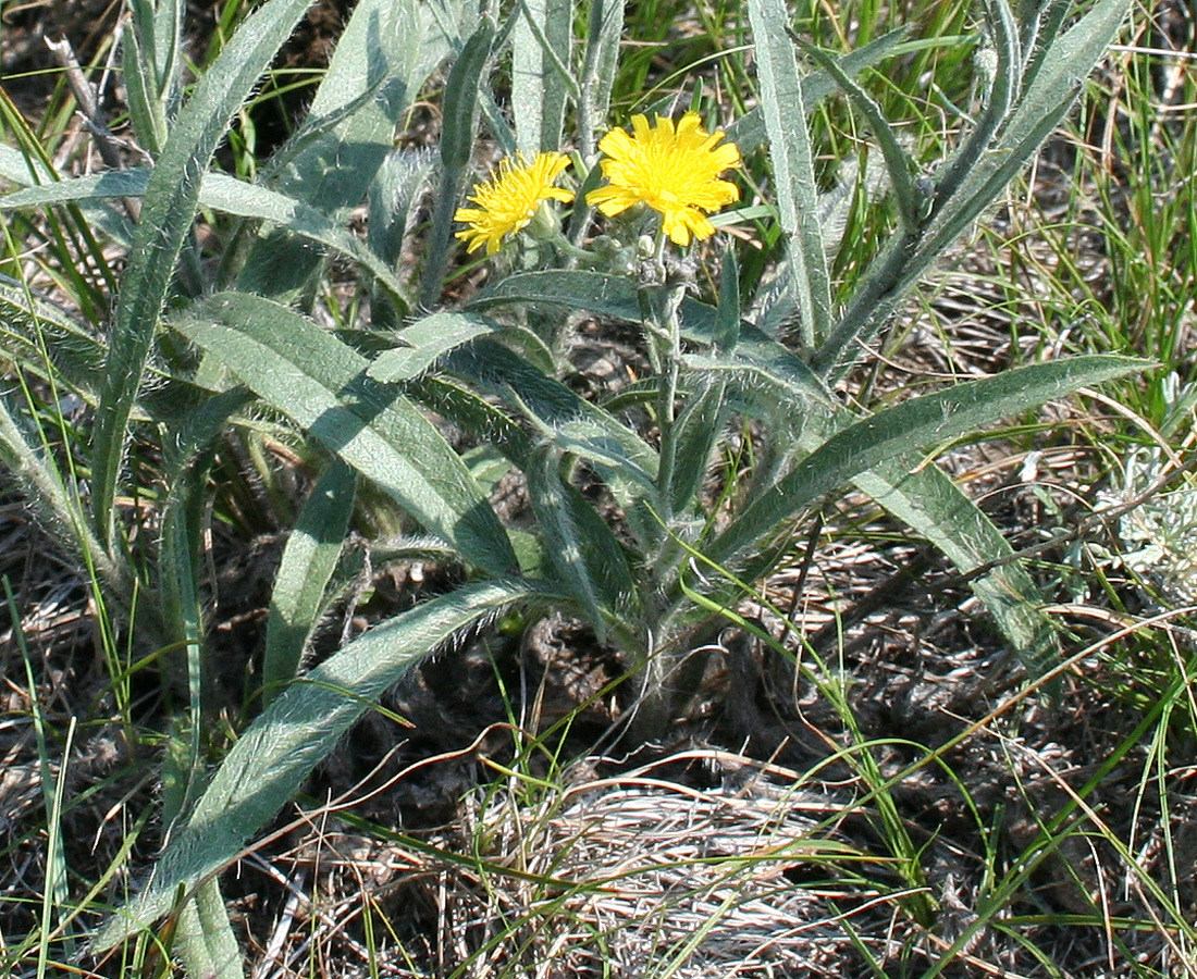 Изображение особи Pilosella echioides.