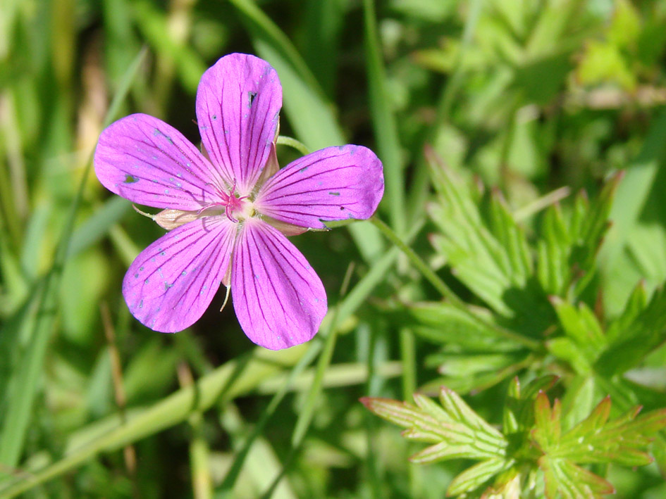 Изображение особи Geranium palustre.