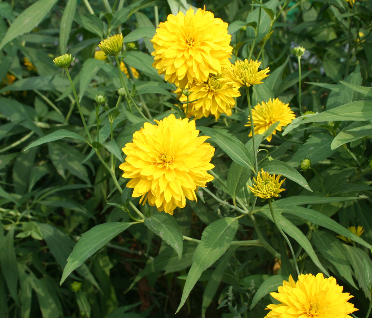 Image of Rudbeckia laciniata var. hortensia specimen.