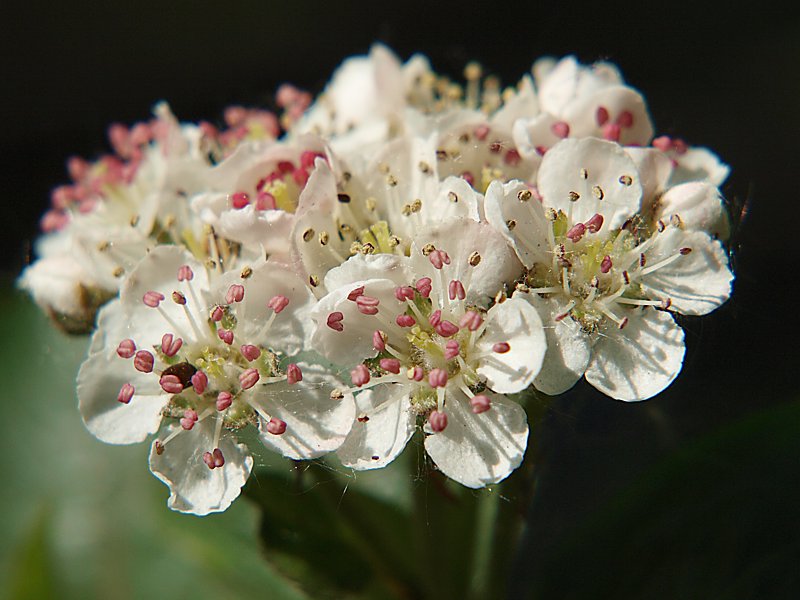 Image of &times; Sorbaronia mitschurinii specimen.