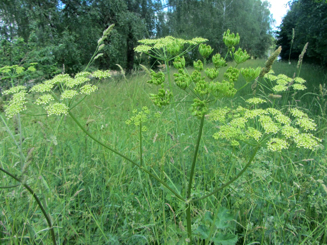 Изображение особи Heracleum sibiricum.