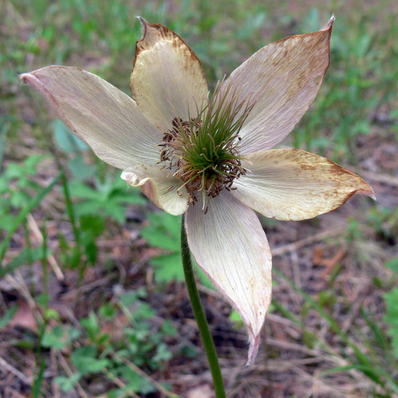 Image of Pulsatilla uralensis specimen.