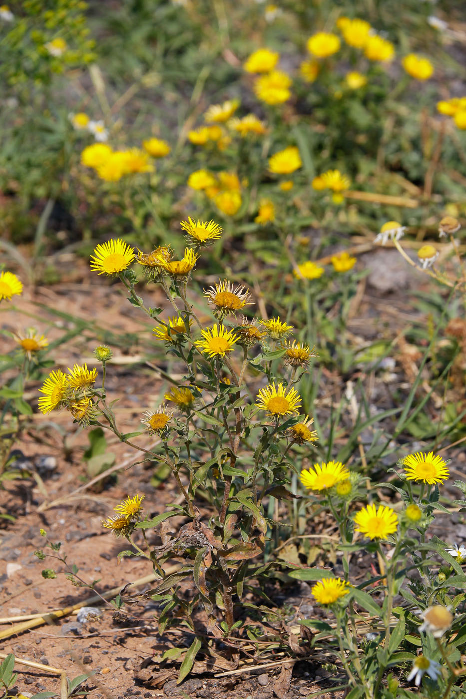 Изображение особи Inula britannica.