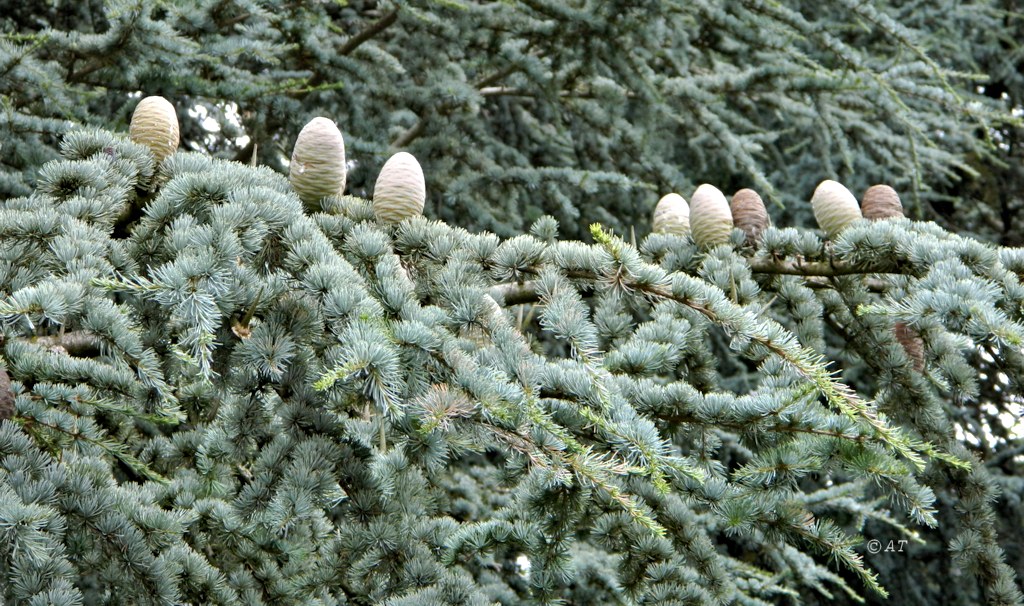 Изображение особи Cedrus atlantica.