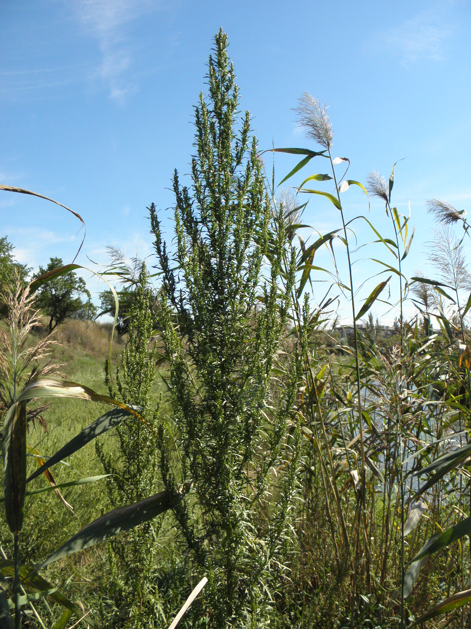 Изображение особи Artemisia tournefortiana.