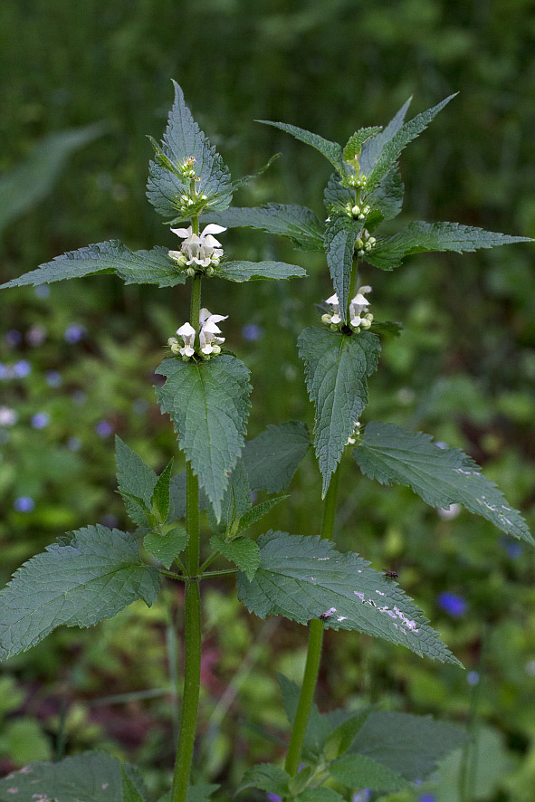 Image of Lamium album specimen.