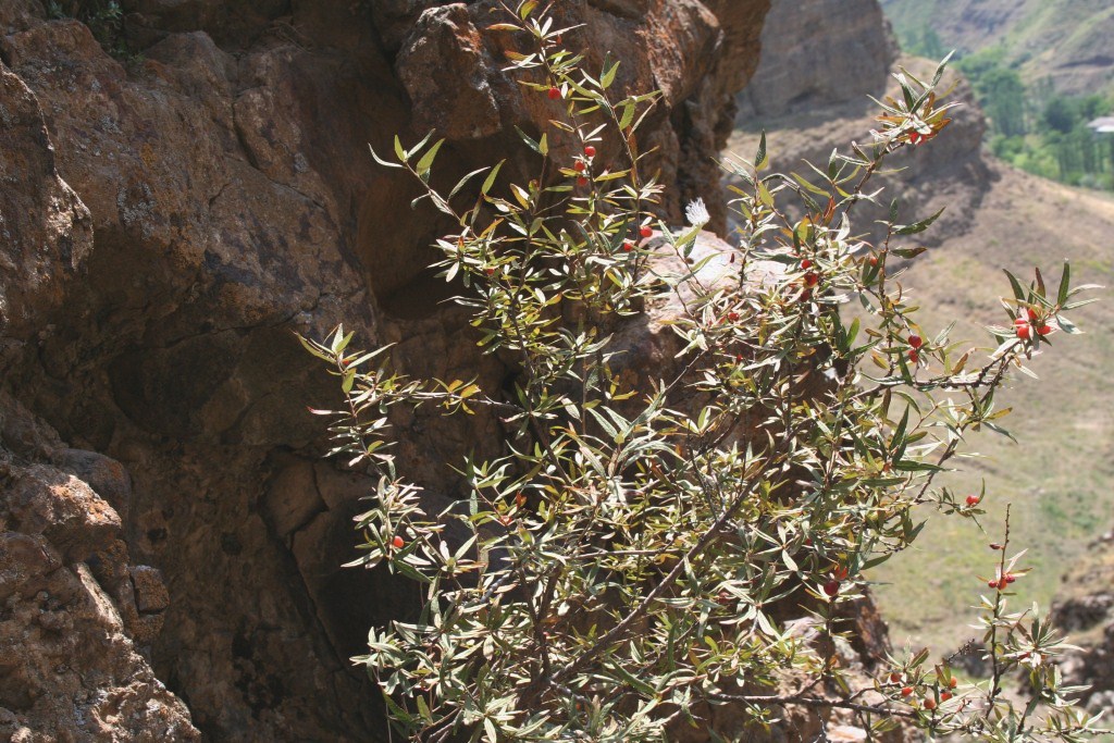 Image of Cerasus incana specimen.