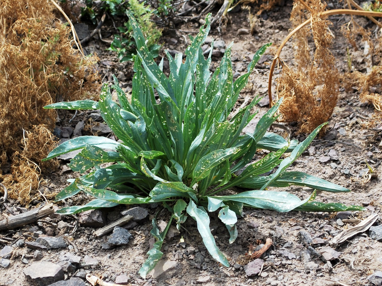 Image of Stroganowia paniculata specimen.