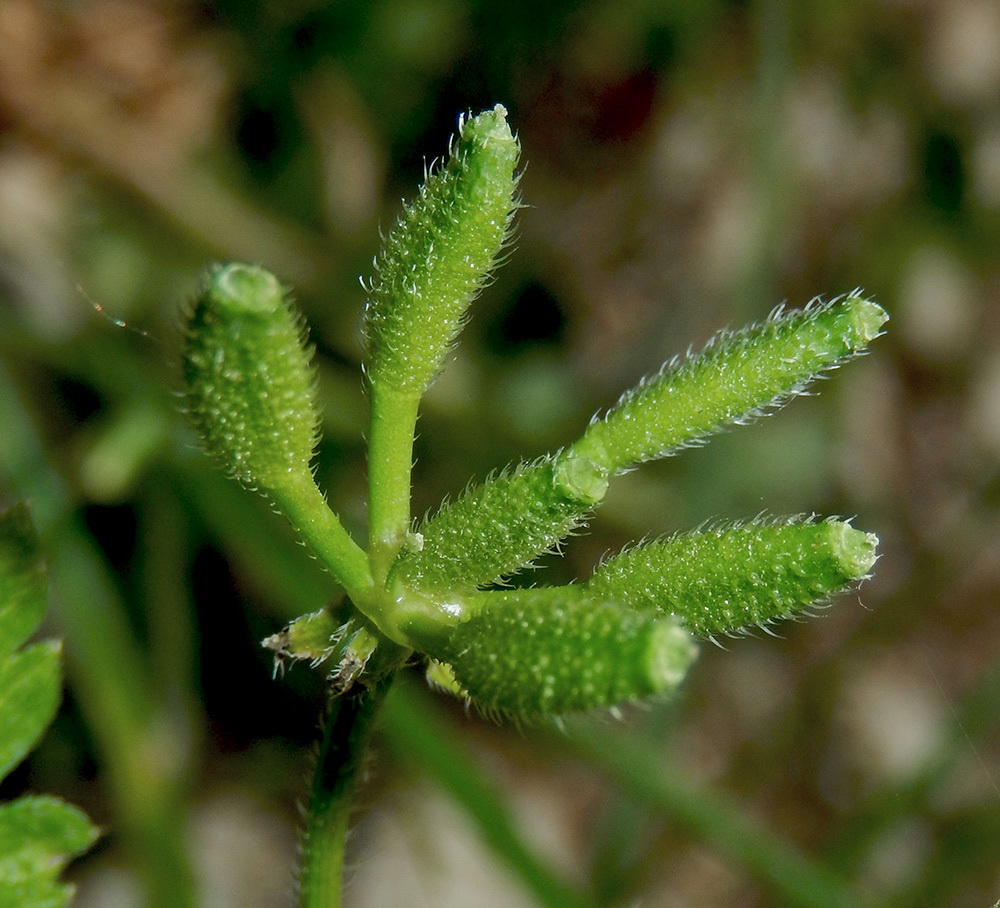 Изображение особи Anthriscus caucalis.