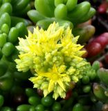 Sedum rubrotinctum