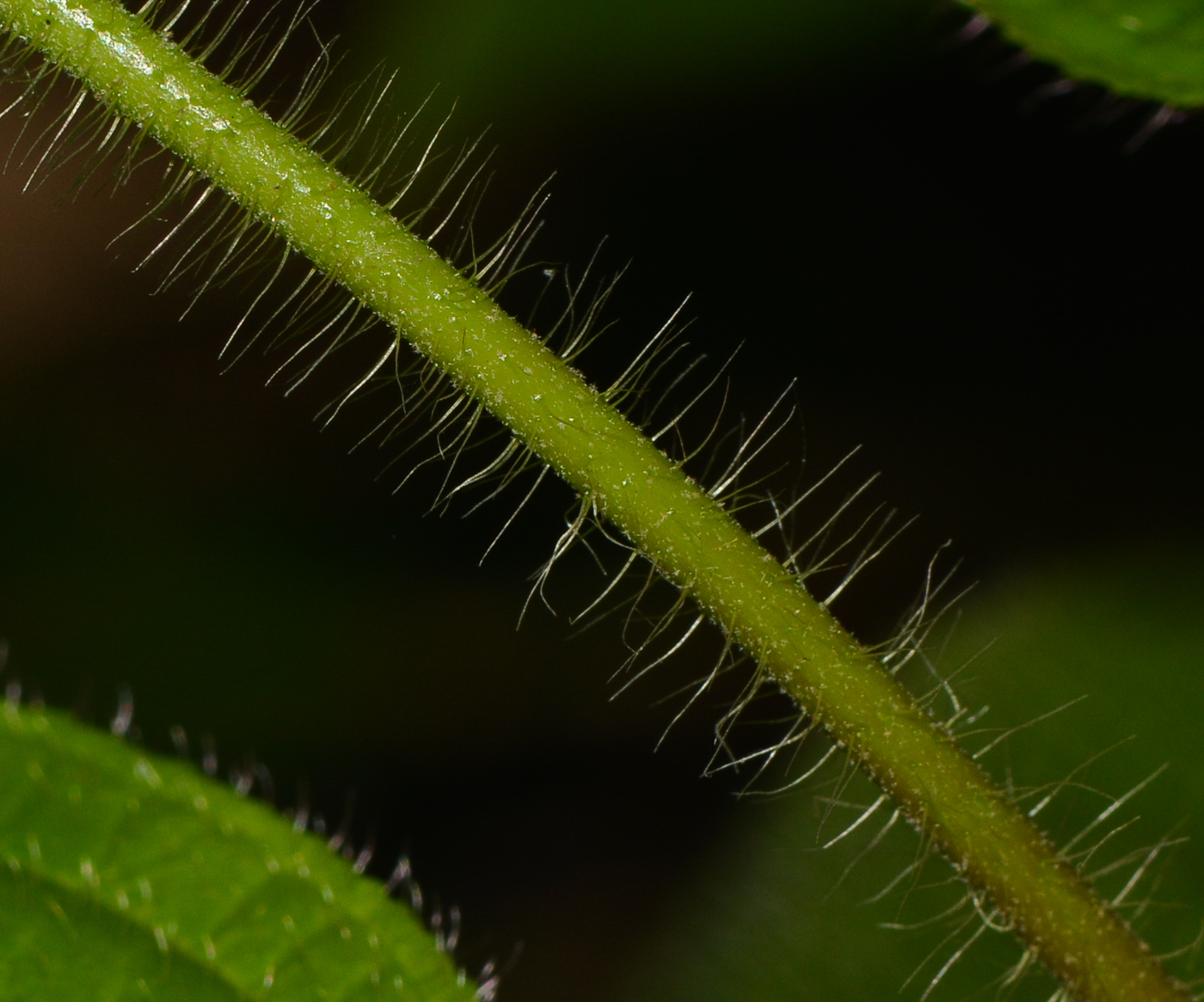 Image of Miconia crenata specimen.