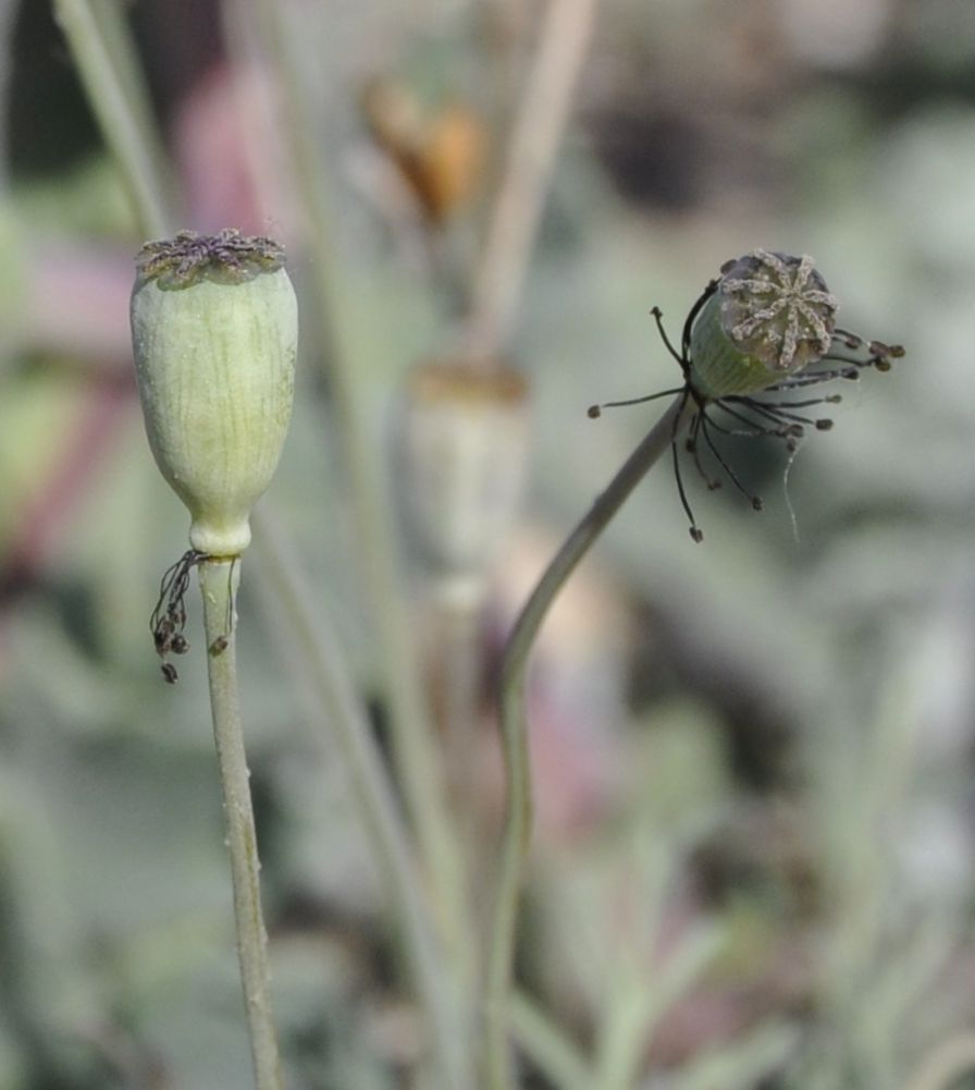 Image of Papaver laevigatum specimen.