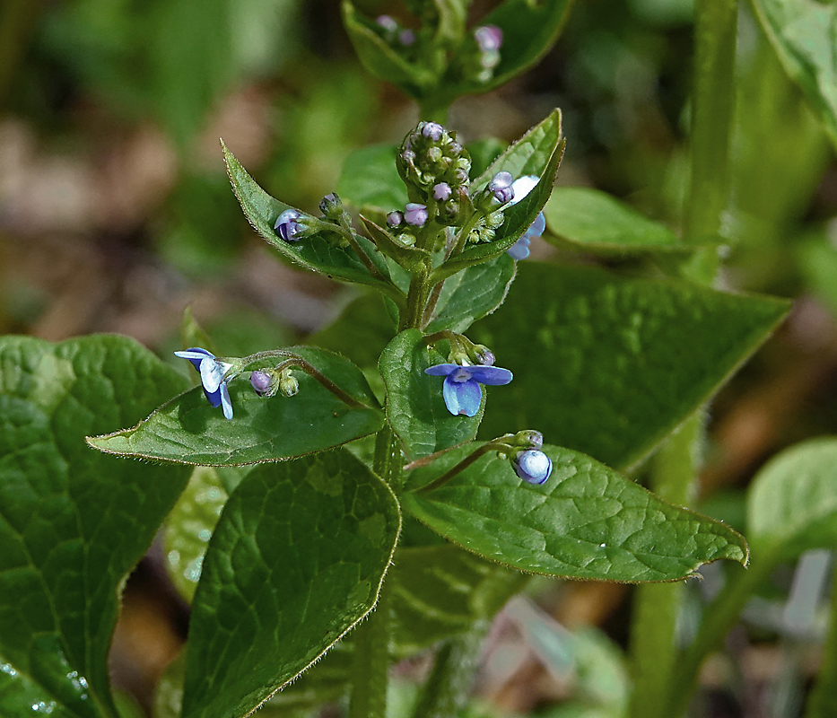 Изображение особи Brunnera sibirica.