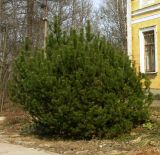 Pinus mugo. Дерево в культуре. Санкт-Петербург, Старый Петергоф, парк \"Сергиевка\". 28.04.2006.